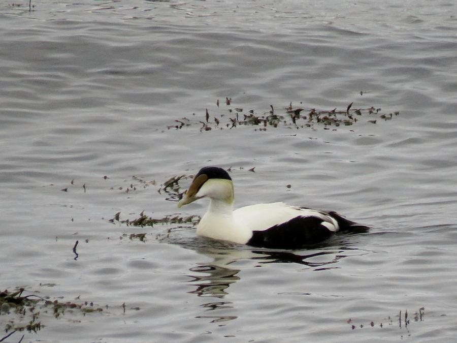 Common Eider Photograph by Susan Curll - Fine Art America