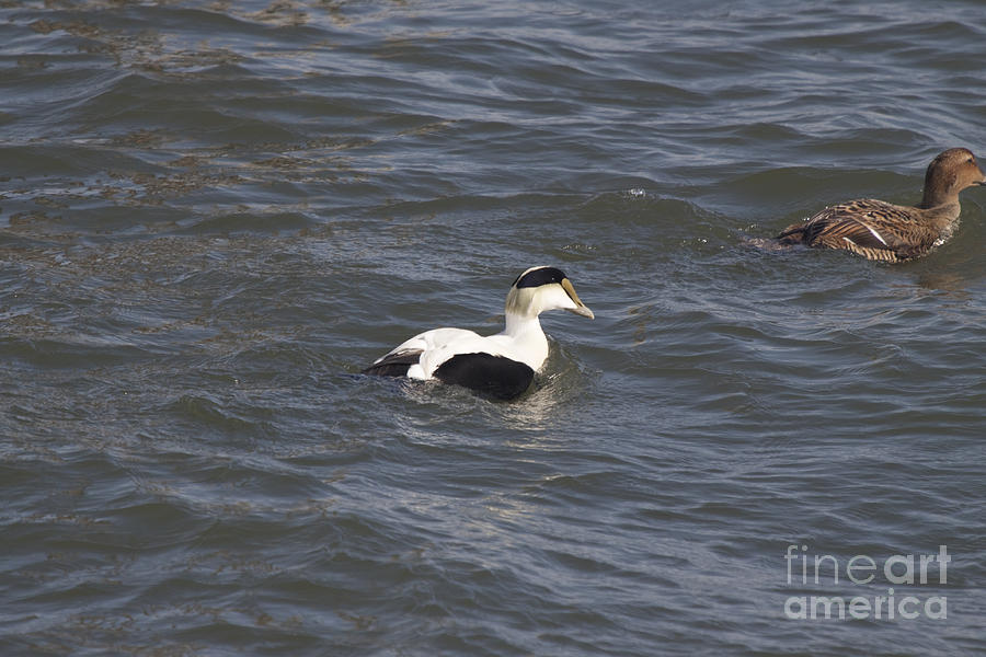 Common Eiders Photograph by David Bishop