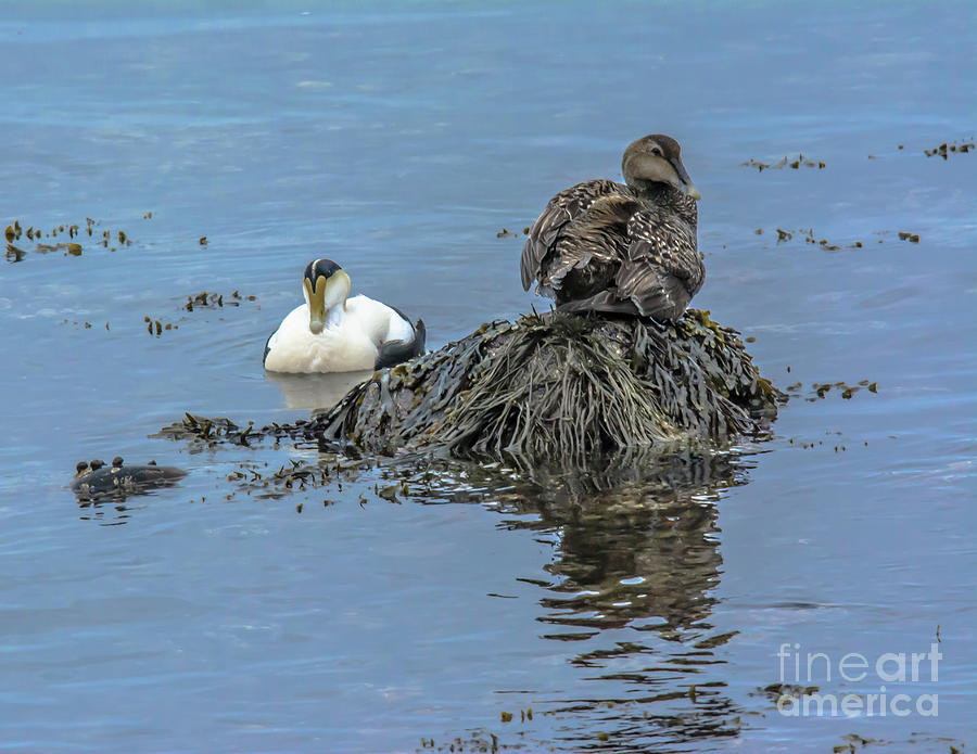 Common Eiders - Male and Female Photograph by John Greco