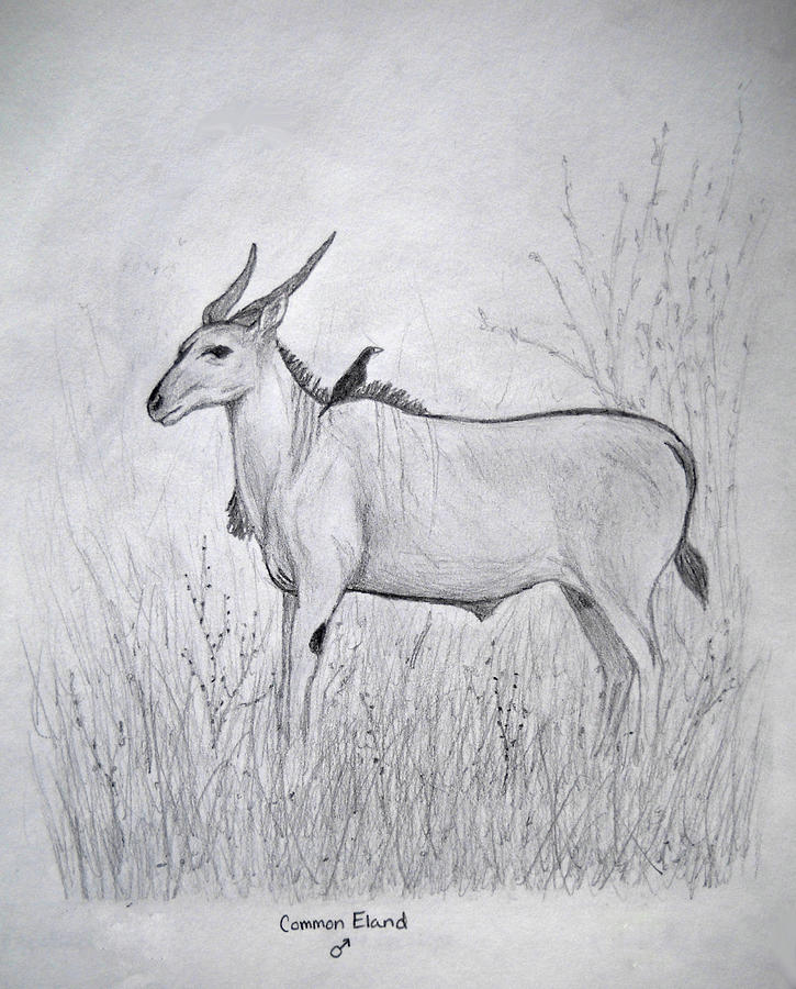 Common Eland Drawing by Julia Raddatz