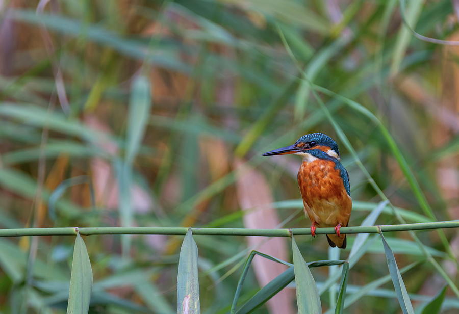 Common, eurasian or river kingfisher, Alcedo atthis, Switzerland Photograph by Elenarts - Elena Duvernay photo