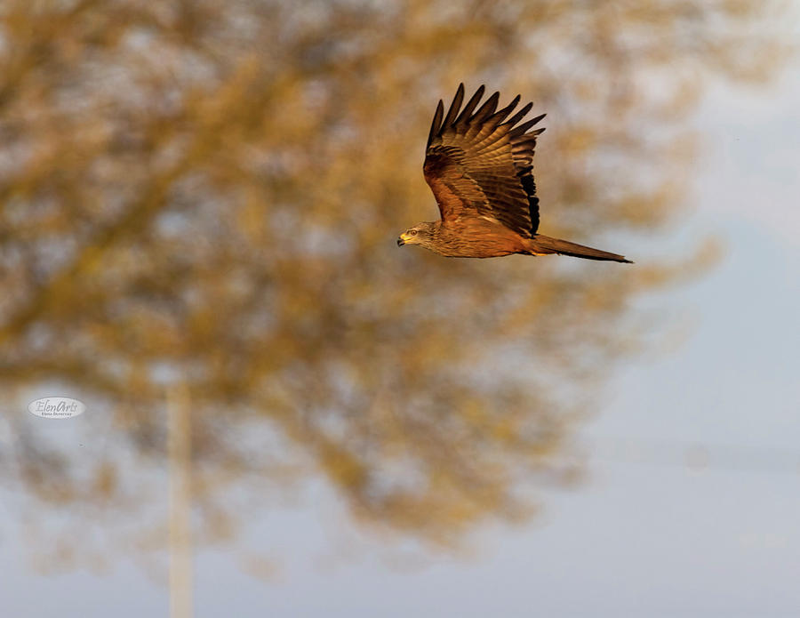 Common female kestrel falcon, falco tinnunculus, flying Photograph by Elenarts - Elena Duvernay photo