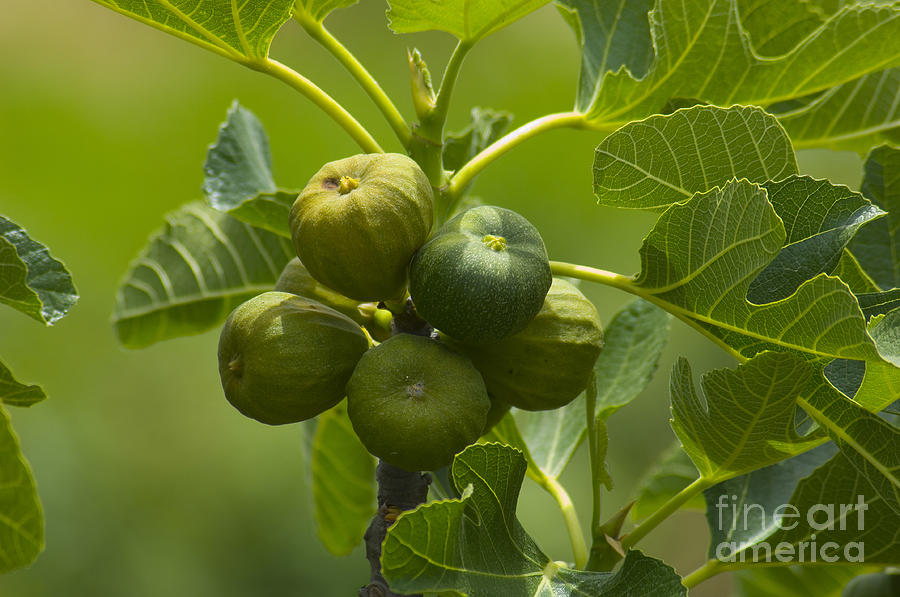 Common Figs Photograph by Steen Drozd Lund