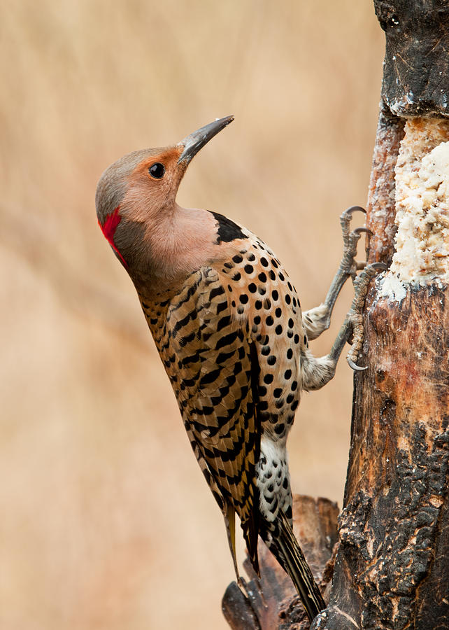 Common Flicker 1 by John Radosevich