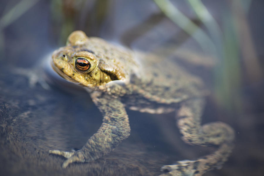 toad-in-the-water-photograph-by-david-taylor