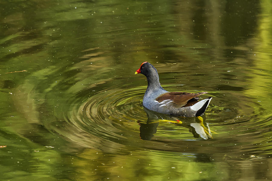 Common Gallinule No. 1 Photograph by Belinda Greb