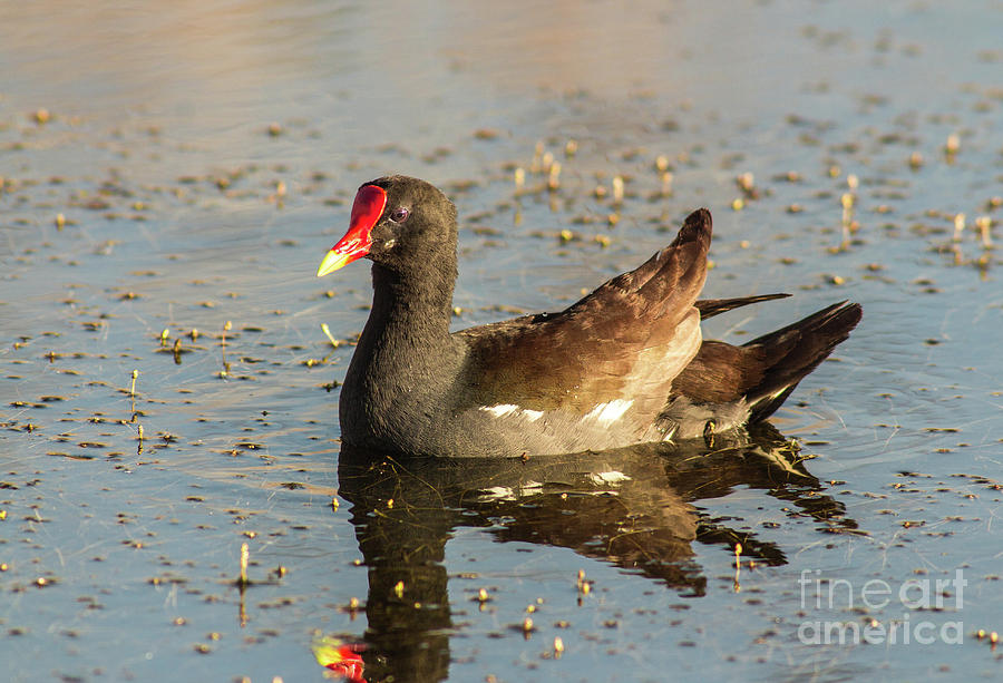 Common Gallinule Photograph by Robert Frederick