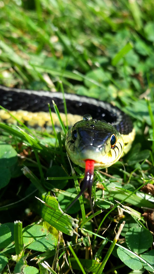Common Garter Snake Photograph by Brook Burling