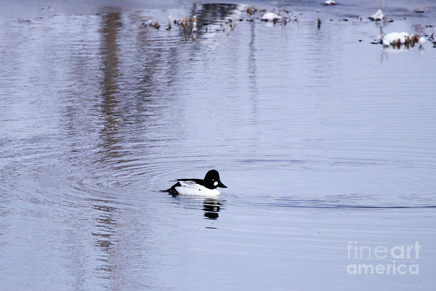 Common Goldeneye Photograph by Alyce Taylor