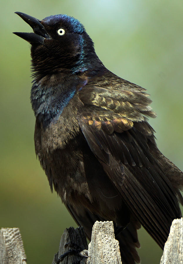 Common Grackle Photograph by David G Paul