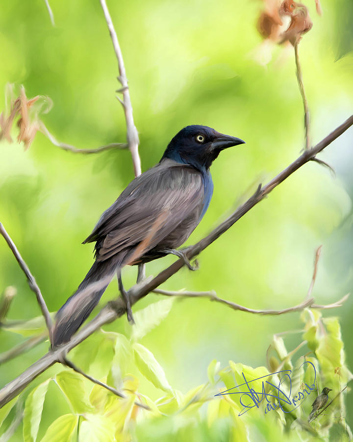 Common Grackle with photo Painting by Donald Pavlica