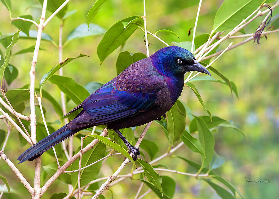 Common Grackle In Tea Olive Photograph by Bellesouth Studio