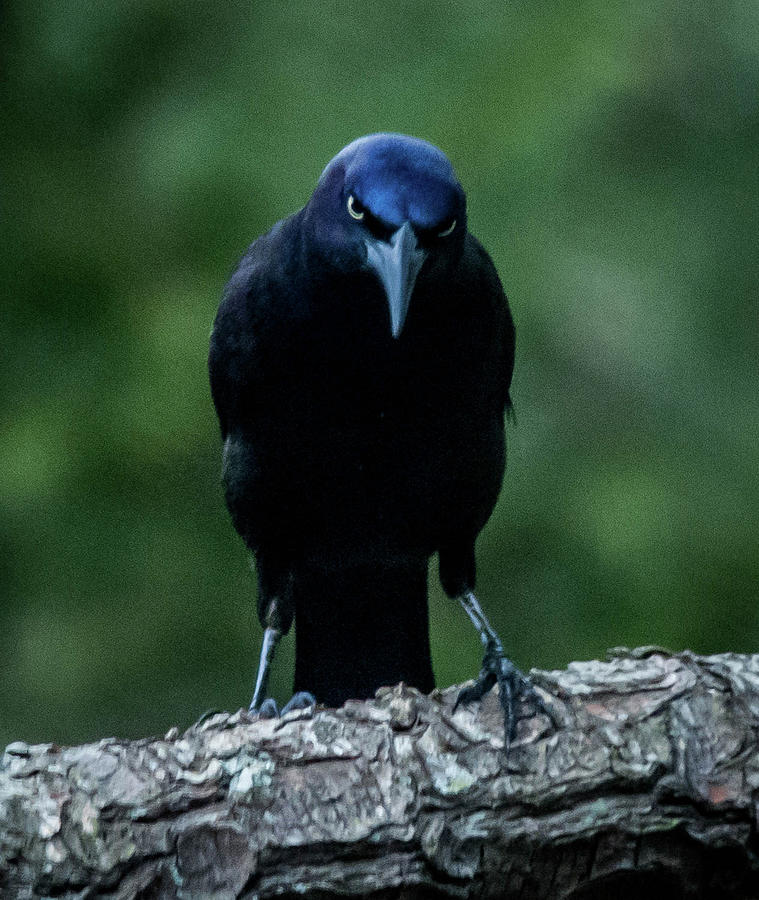 Common Grackle, Quiscalus Quiscula, Adult Male, Stonei. Photograph