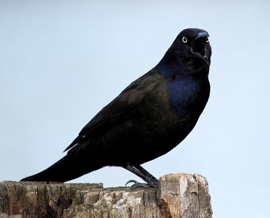 Common Grackle Photograph by Shoeless Wonder