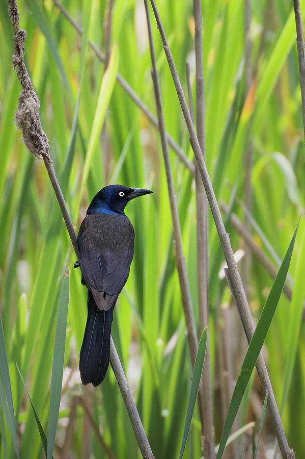 Common Grackle Spring Photograph by Bill Wakeley