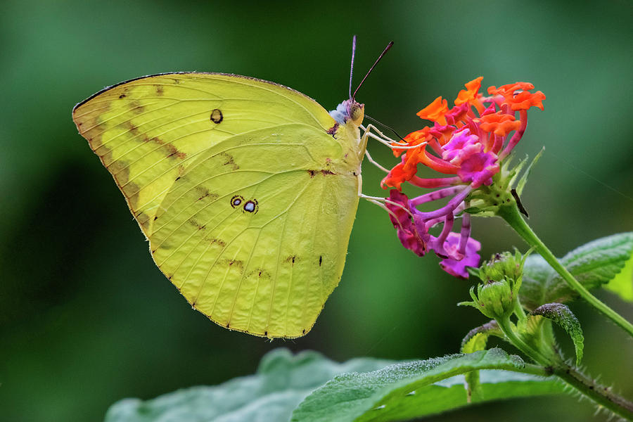 Butterfly Photograph - Common Grass Yellow butterfly by Vishwanath Bhat