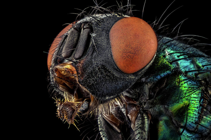 Common green bottle fly Photograph by Mihai Andritoiu