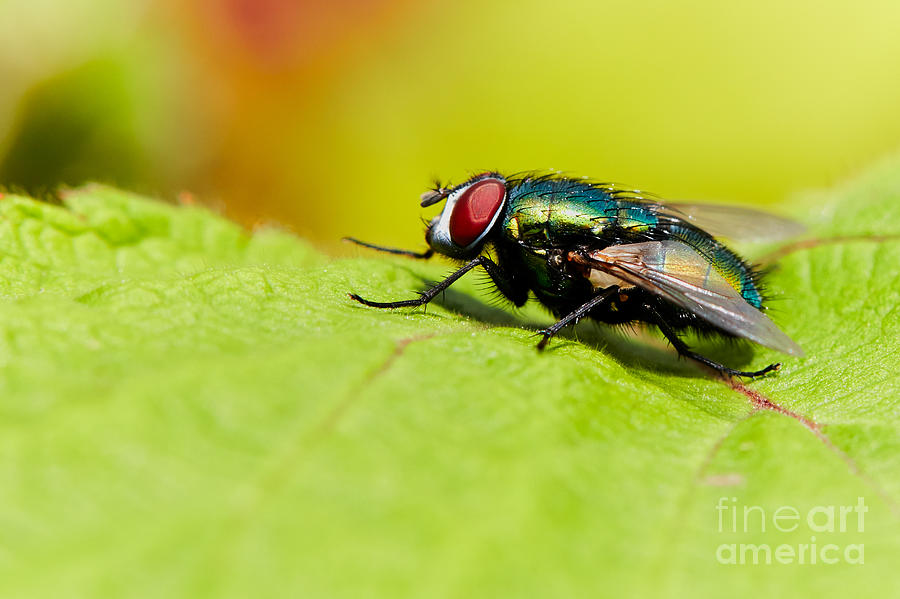 Nature Photograph - Common Green bottle fly  by Nick  Biemans