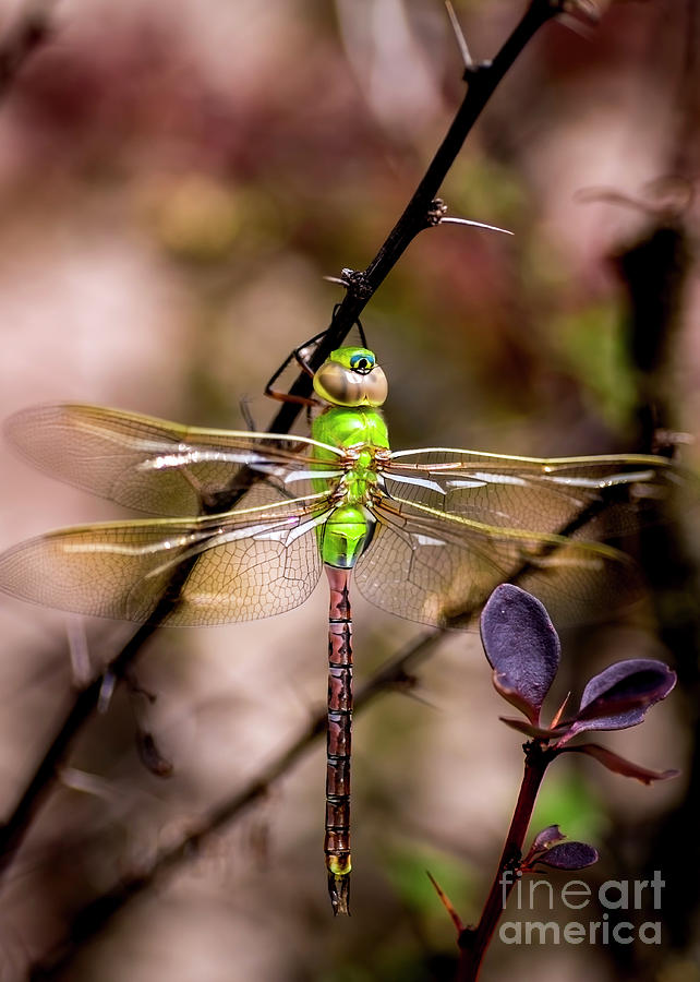 Common Green Darner Dragonfly Photograph by KG Photography - Pixels