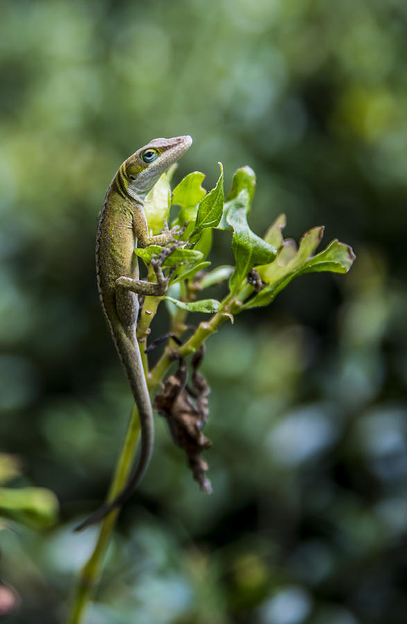 Common Green Lizard Photograph by Alicia BRYANT - Fine Art America