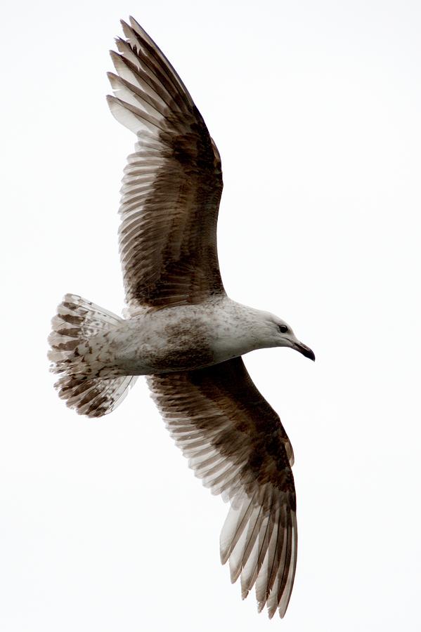 Common Gull Photograph by Chris Day