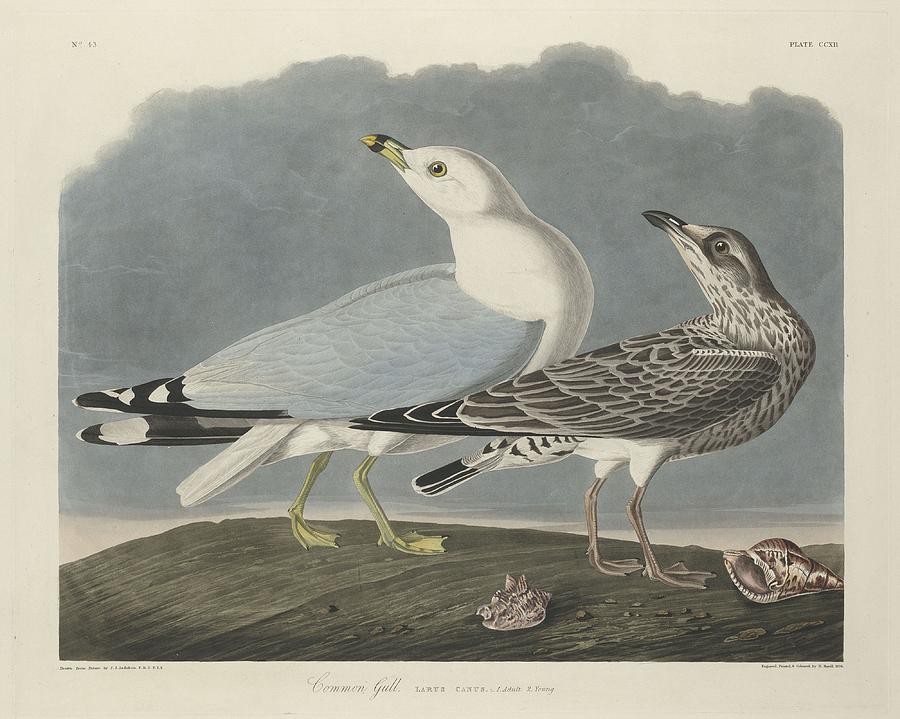 John James Audubon Drawing - Common Gull by Dreyer Wildlife Print Collections 