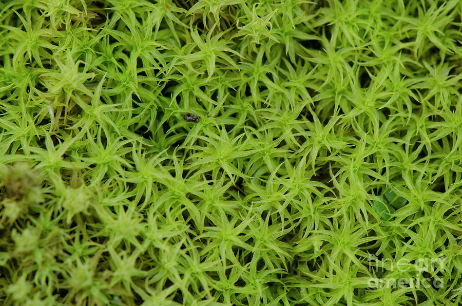 Common Haircut Moss, Polytrichum commune Photograph by Perry Van Munster