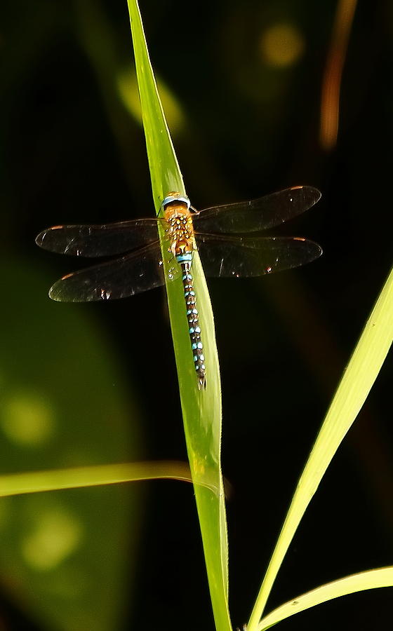 Common Hawker Dragonfly Photograph by Jeff Townsend