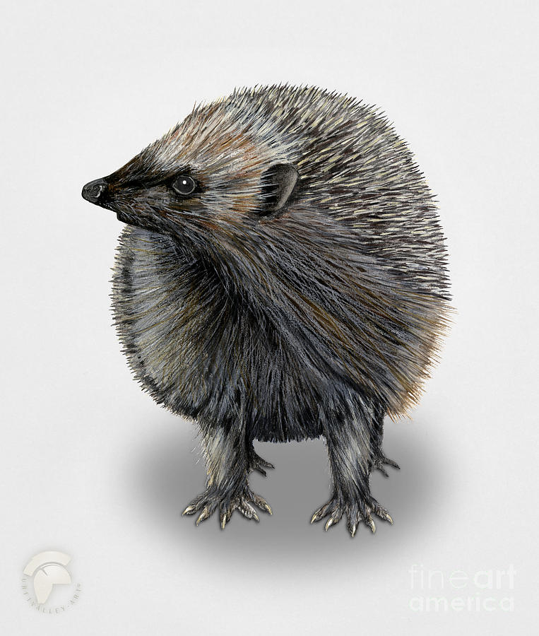 Common Hedgehog  Erinaceus Europaeus - Herisson D Europe - Erizo Painting