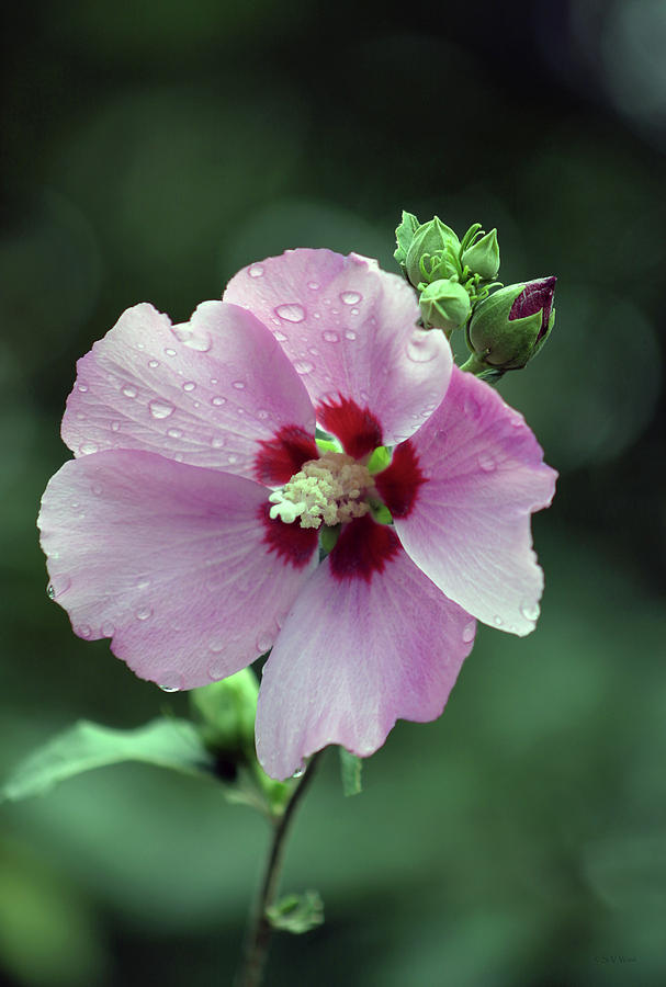Common Hibiscus In The Rain 3067 H_2 Photograph by Steven Ward