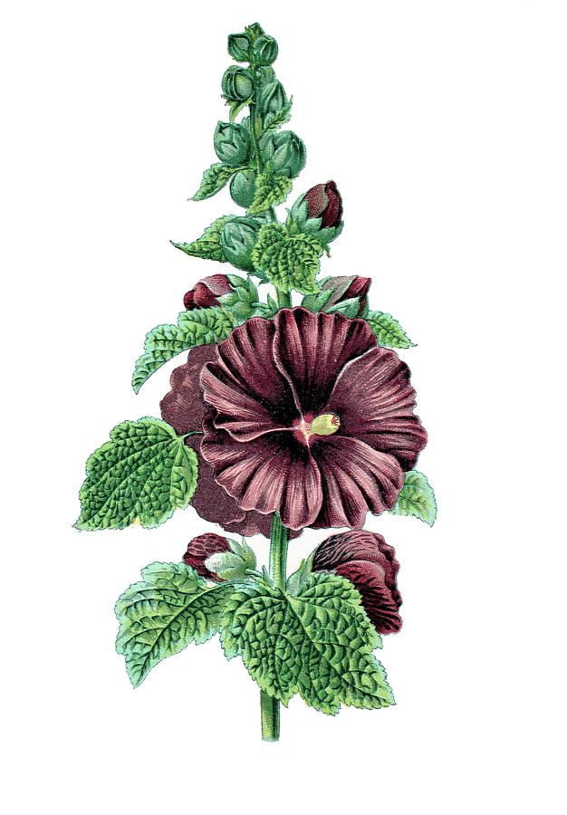 common hollyhock, Althaea rosea Drawing by Pixels