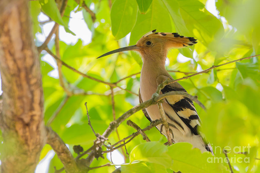 Common Hoopoe, India Photograph by B. G. Thomson