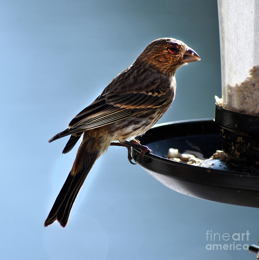 Common House Finch Photograph by Skip Willits