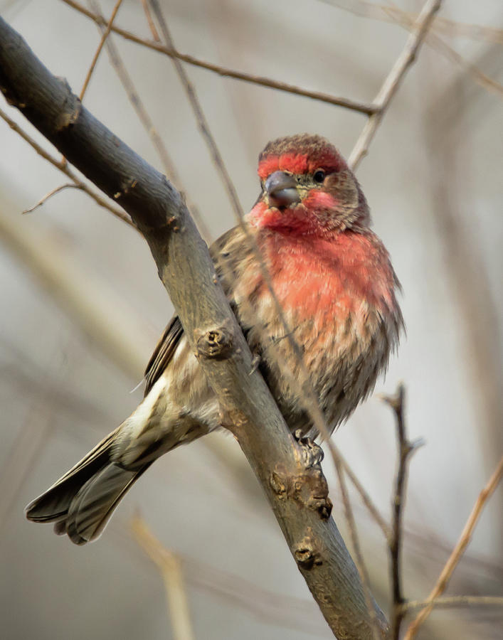 Common House Finch Photograph by Steve Marler - Fine Art America