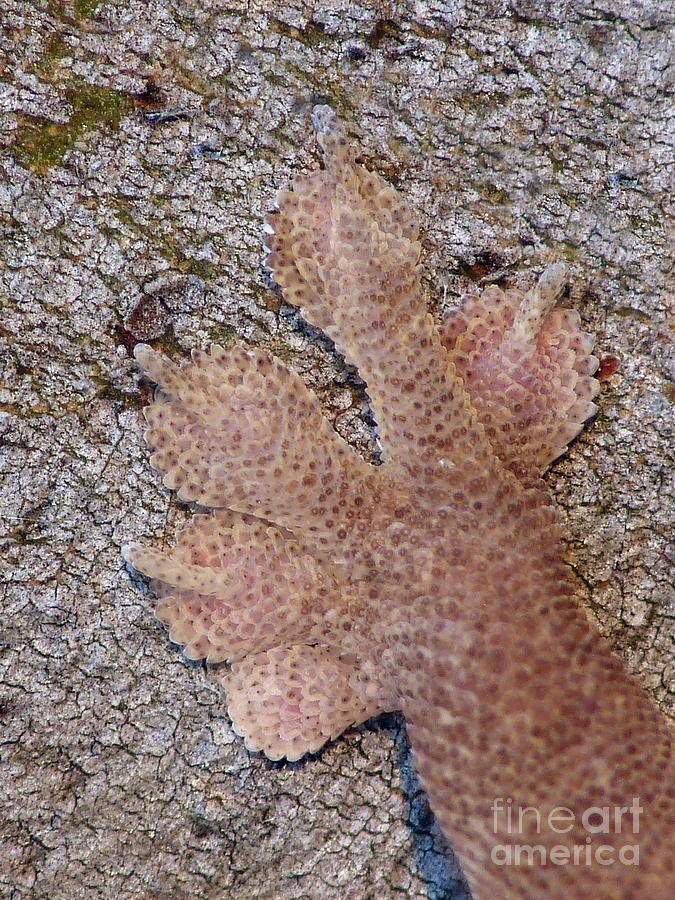 Animal Photograph - Common House Gecko Foot by Gianpiero Ferrari/FLPA