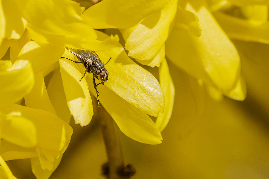 Common Housefly on yellow flower Photograph by SAURAVphoto Online Store