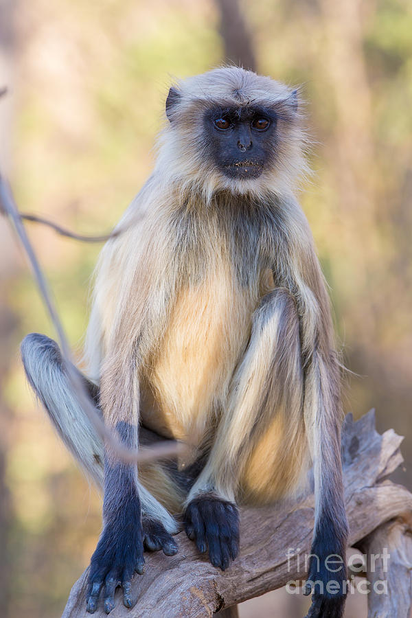 Common Indian Langur Photograph by B. G. Thomson