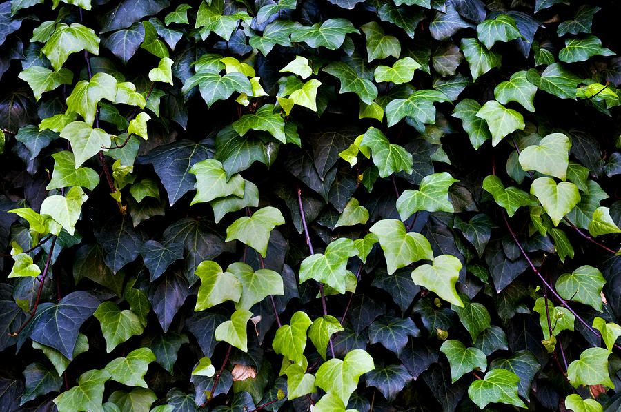 Common ivy Photograph by Fabrizio Troiani