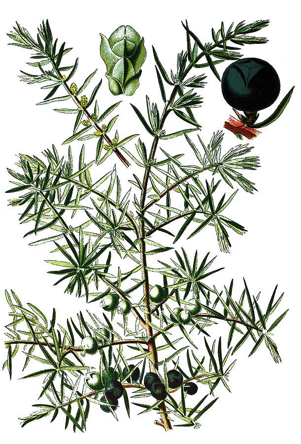 common juniper, Juniperus communis Drawing by Fine