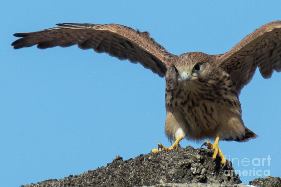 Common kestrel Juvenile - Falco tinnunculus Photograph by Jivko Nakev
