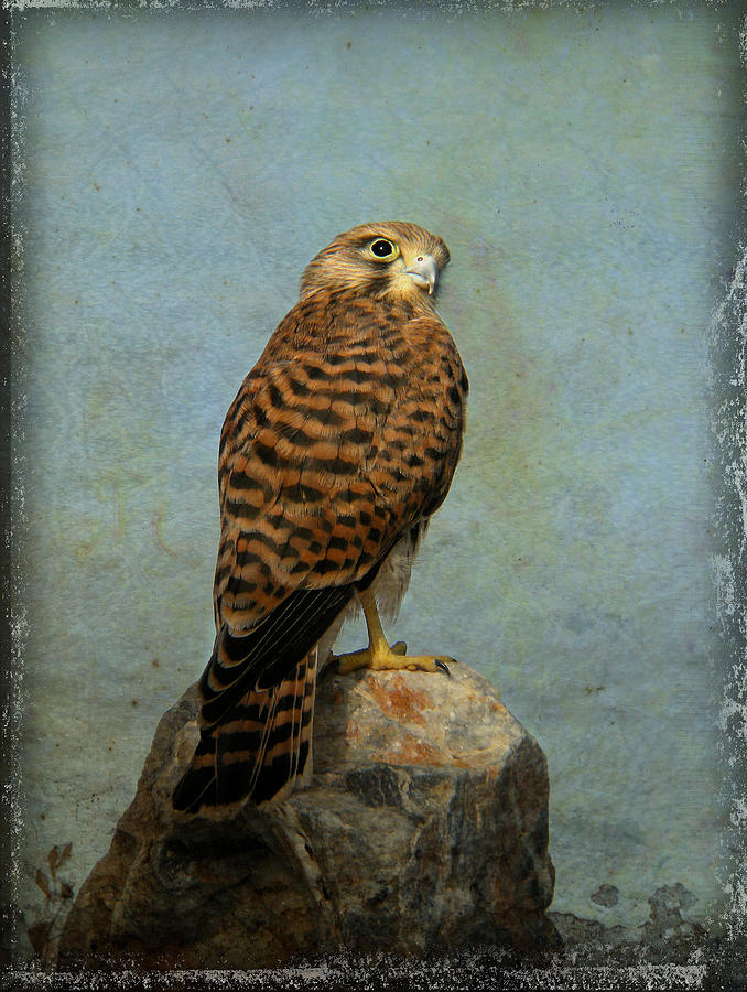 Common Kestrel Photograph by Perry Van Munster