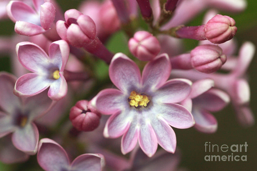 Common Lilac surprise Photograph by Svetlana Ledneva-Schukina