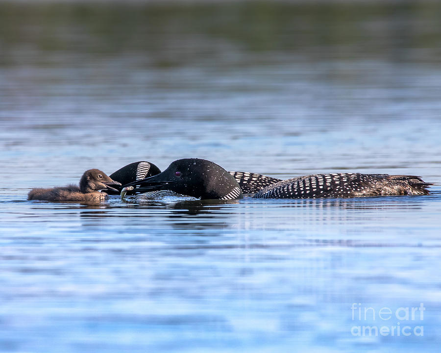 Common Loon -1591 Photograph by Norris Seward