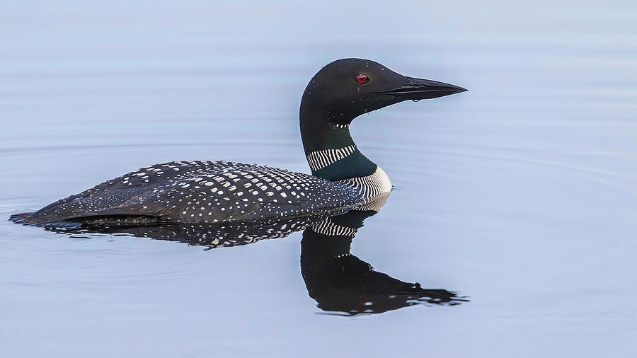 Common Loon Adult Photograph By Dee Carpenter 