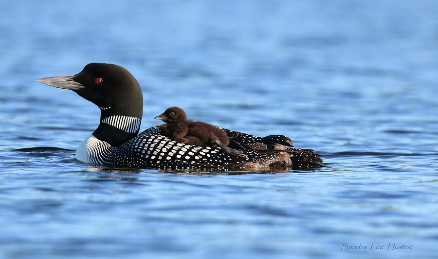 Common Loon and chick, close up Photograph by Sandra Huston