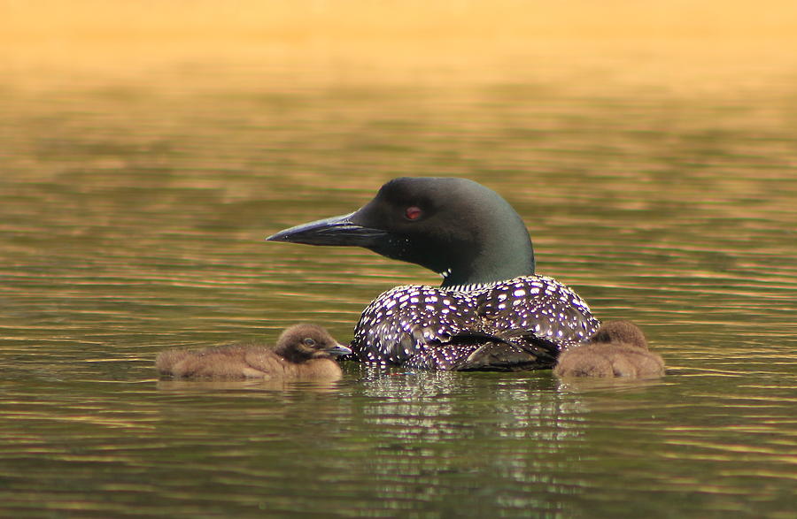 Common Loon and Chicks Photograph by John Burk