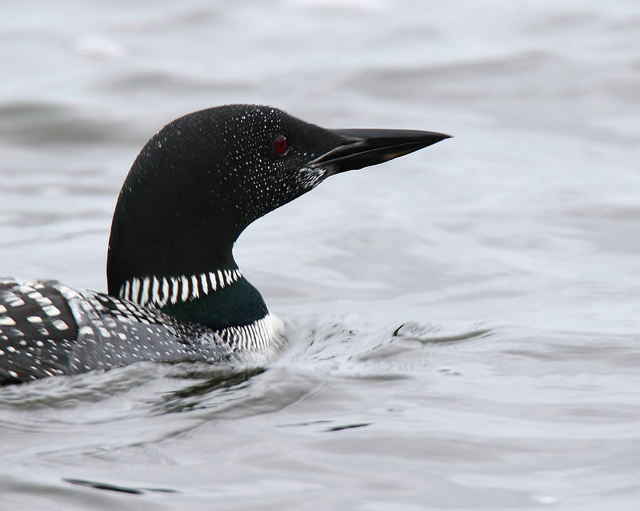 Common Loon Photograph by Arvin Miner | Fine Art America