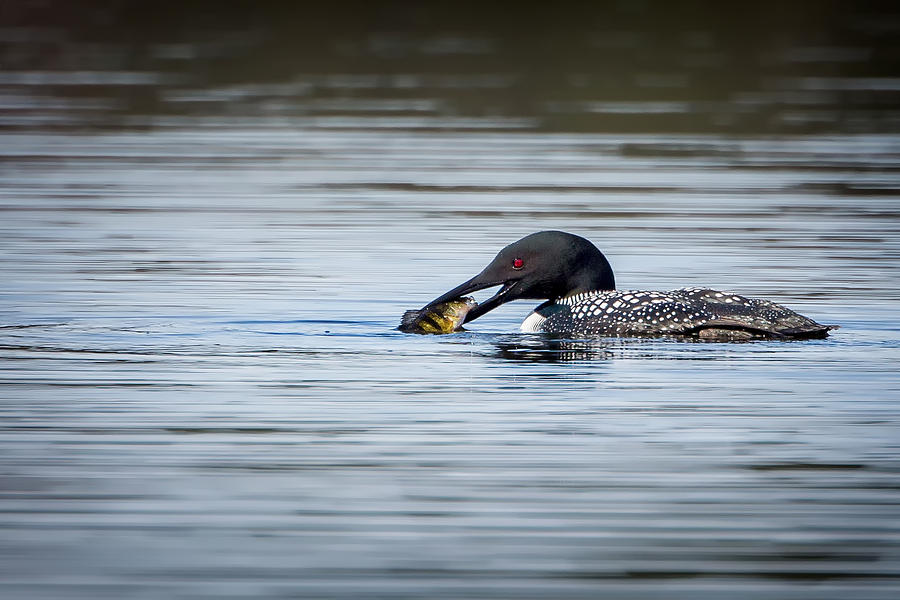 Common Loon Photograph by Bill Wakeley