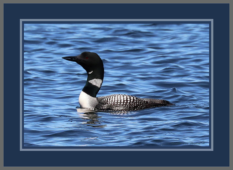 Common Loon Calling, Triple Matted In Blue And Grey Photograph by Sandra Huston