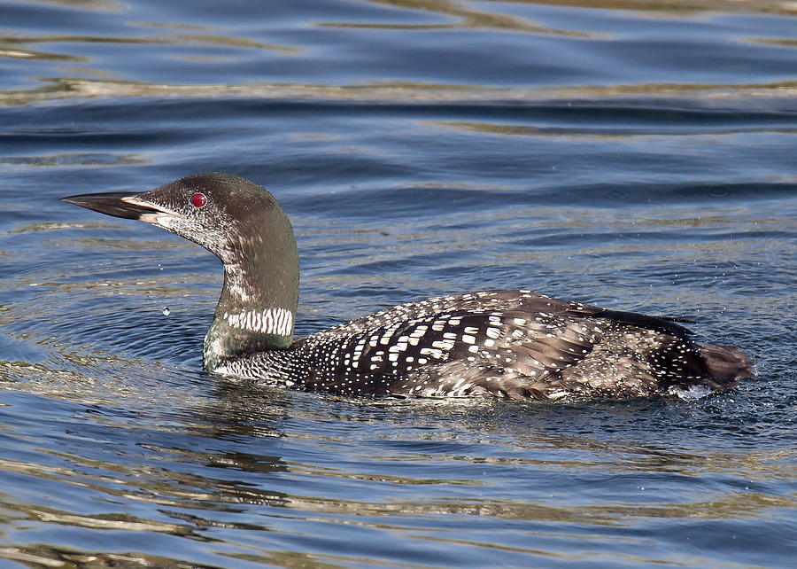 Common Loon Photograph by Carl Olsen